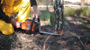 Best Tree Disease Treatment  in Mariposa, CA