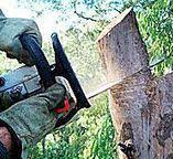 Professional Tree Care in Mariposa, CA