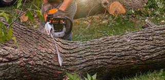 Tree and Shrub Care in Mariposa, CA