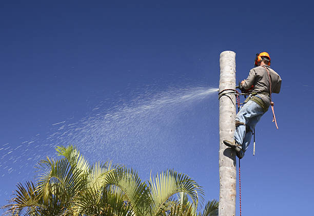 Best Lawn Pest Prevention  in Mariposa, CA
