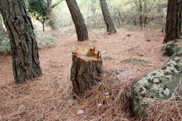 Professional Tree Care in Mariposa, CA