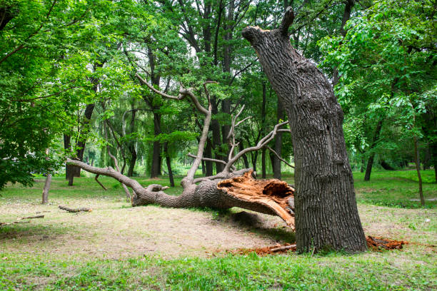 Best Fruit Tree Pruning  in Mariposa, CA