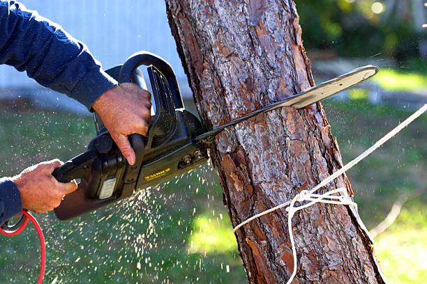 Best Palm Tree Trimming  in Mariposa, CA