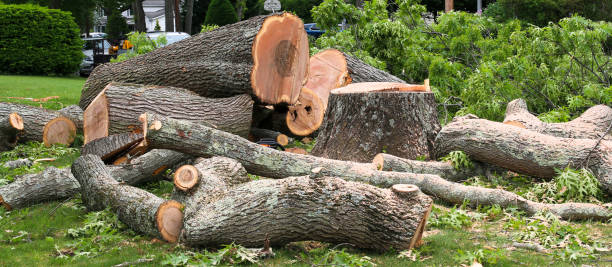 Best Tree Mulching  in Mariposa, CA
