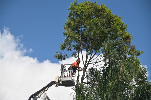 Best Tree Trimming and Pruning  in Mariposa, CA