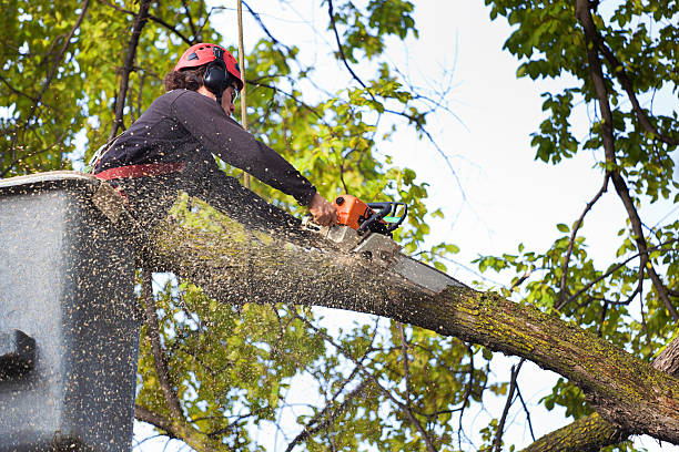 Best Tree Risk Assessment  in Mariposa, CA