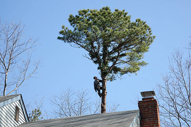 How Our Tree Care Process Works  in  Mariposa, CA